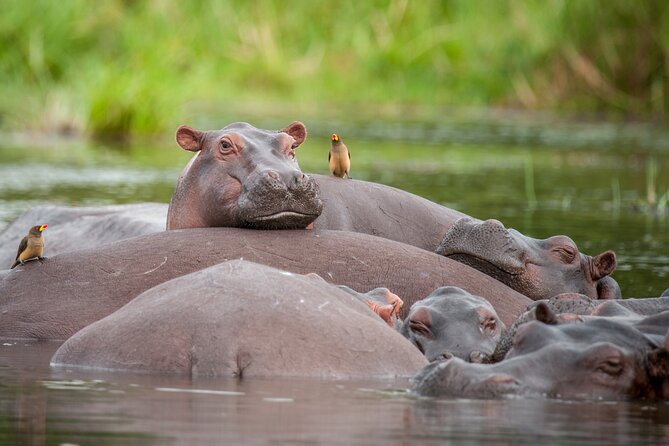 2 Days Budget Safari to Murchison Falls National Park - The return to Kampala and the real cost of time