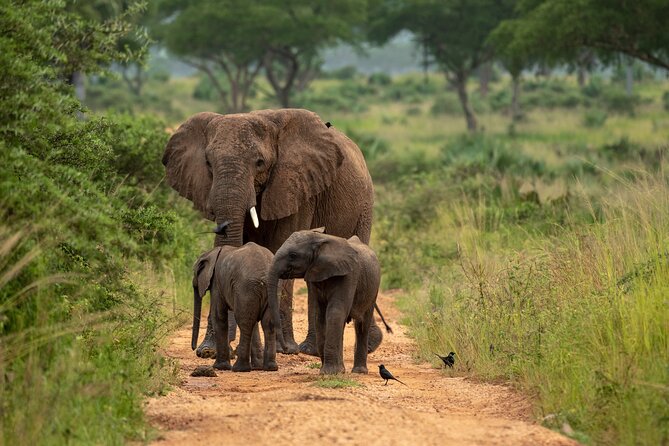 2 Days Budget Safari to Murchison Falls National Park - The 2:30 p.m. Nile cruise to Murchison Falls