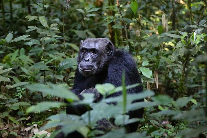 2 Days Chimpazee Safari In kibale Forest Park Uganda. - Leaving Kampala at 6:00 am