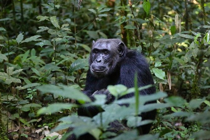 2 Days Chimpazee Safari In kibale Forest Park Uganda. - The 8:00 am chimpanzee briefing
