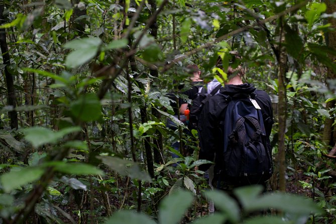 2 Days Chimpazee Safari In kibale Forest Park Uganda. - What the forest walk demands from you