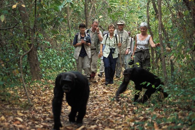 2 Days Chimpazee Safari In kibale Forest Park Uganda. - The long return to Kampala