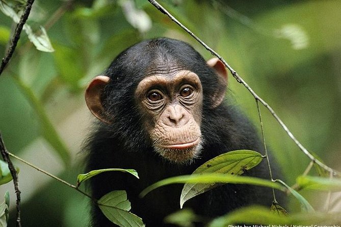 2 Days Chimpazee Safari In kibale Forest Park Uganda. - What the $1,850 price really covers