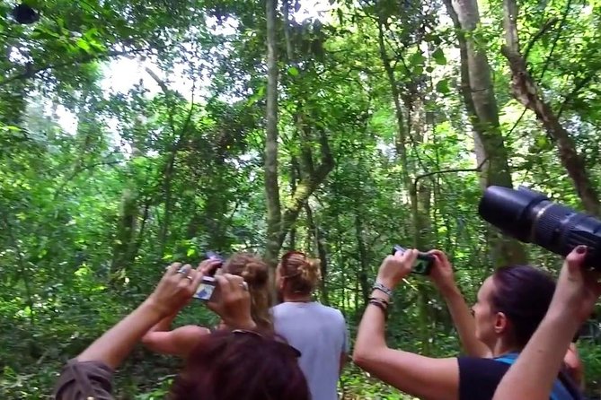 2 Days Chimpazee Safari In kibale Forest Park Uganda. - A note about Kibale versus Budongo