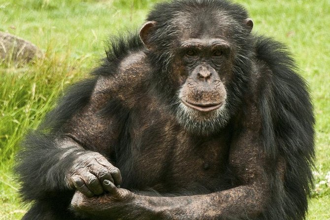 2 Days Chimpazee Safari In kibale Forest Park Uganda. - Fort Portal, then your first Kibale outing