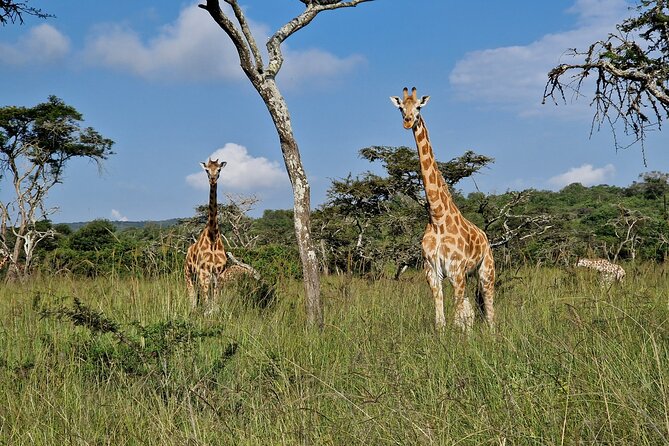 2 Days Cycling Safari To Lake Mburo National Park - The 7:00 am departure from Kampala