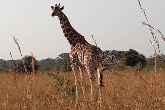 2 Days Family Safari to Murchison Falls Park Uganda - Reaching the top of Murchison Falls