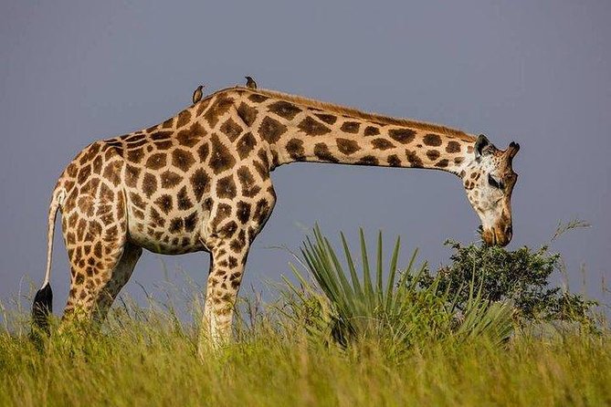 2 Days Family Safari to Murchison Falls Park Uganda - The Nile boat cruise and evening light