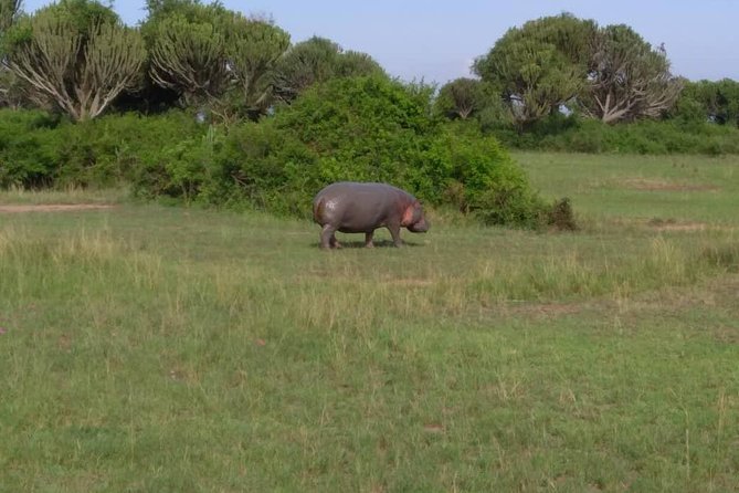 2 Days Family Safari to Murchison Falls Park Uganda - Comfort, pace, and family fit