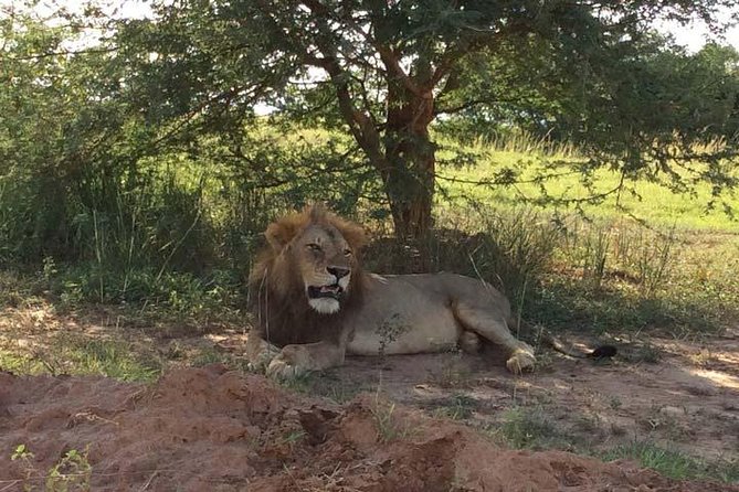 2 days Murchison Falls and Wildlife Game Viewing - Why two days can work at Murchison Falls