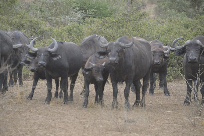 2 days Murchison Falls and Wildlife Game Viewing - The evening game drive toward your lodge