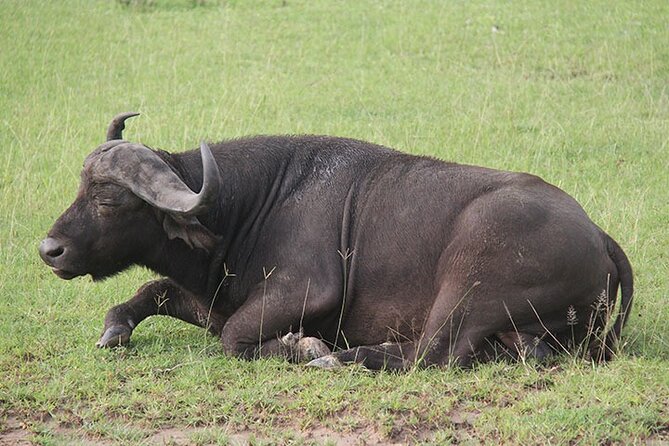 2 days Murchison Falls and Wildlife Game Viewing - The 6:30 a.m. drive and the best use of your second morning
