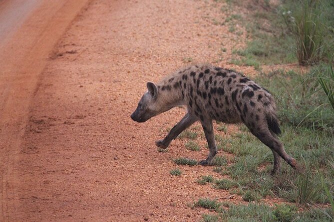 2 days Murchison Falls and Wildlife Game Viewing - Kabalega Diner and the long return to Kampala
