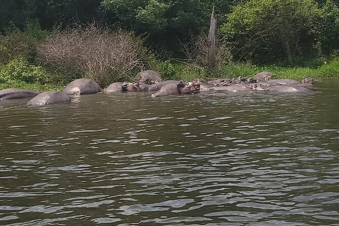 2 Days Murchison Falls Park Vacation - The Nile boat cruise to the bottom of the falls
