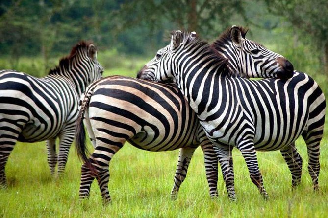 2 Days Popular Safari to Lake Mburo National Park - Why Lake Mburo works for a short Uganda safari