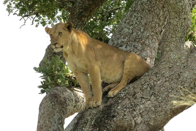 2 Days Popular Safari to Lake Mburo National Park - Lunch in Masaka and the road to Nshara Gate
