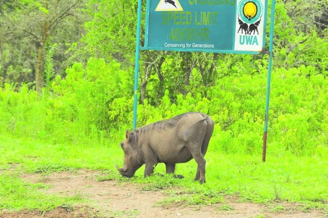 2 Days Popular Safari to Lake Mburo National Park - The first game drive near Lake Mburo
