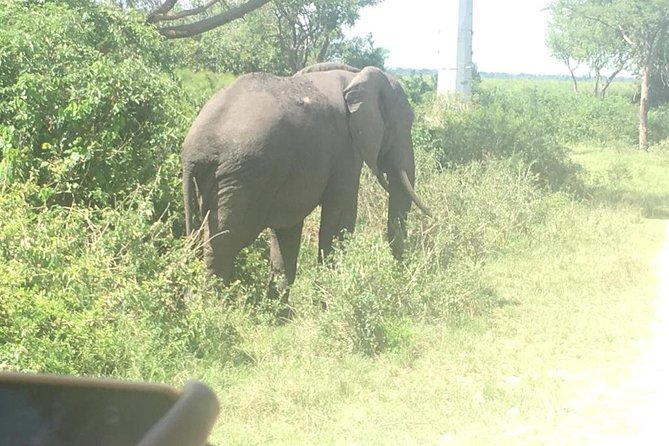 2 Days Safari To Queen Elizabeth National Park with Cruise - Why this short Uganda safari works