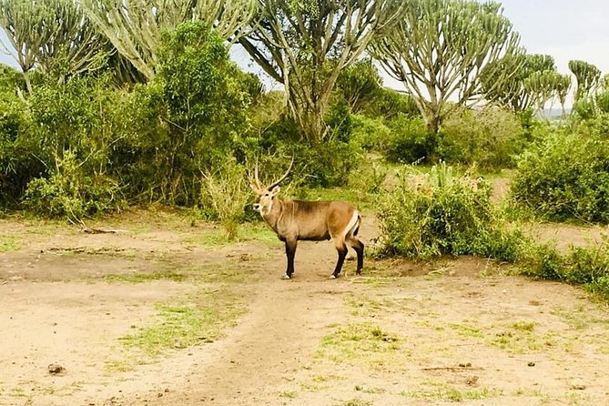 2 Days Safari To Queen Elizabeth National Park with Cruise - Overnight arrangements and included meals