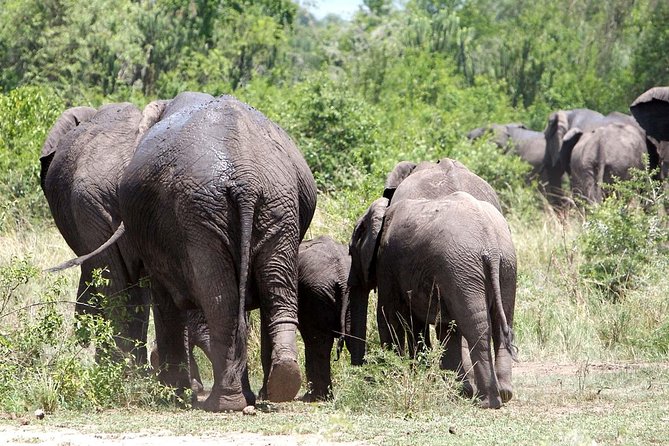 2 Days Safari To Queen Elizabeth National Park with Cruise - What the private format really gives you