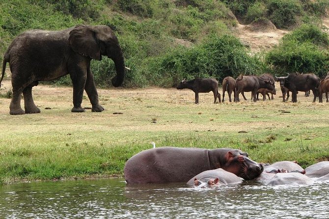 2 Days Safari To Queen Elizabeth National Park with Cruise - The Kazinga Channel boat cruise