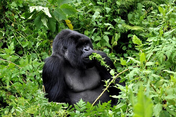 25 day uganda Rwanda kenya and Tanzania safari Zanzibar inclusive - Key points to know before booking
