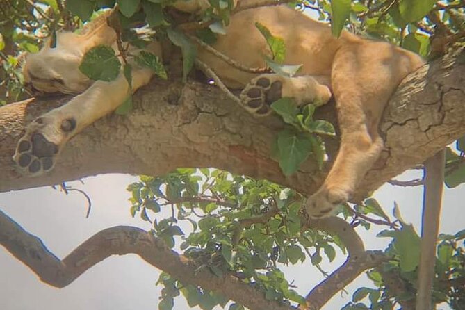 25 day uganda Rwanda kenya and Tanzania safari Zanzibar inclusive - Serengeti, Ngorongoro, and northern Tanzania deliver the classic safari