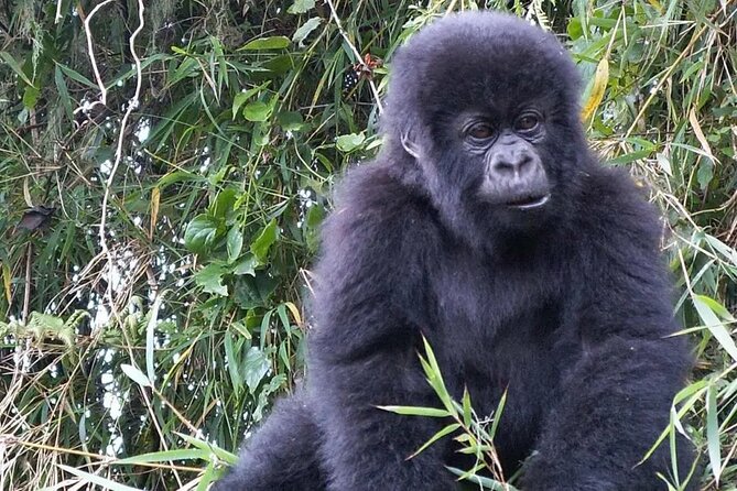 3-Day Climax Guided Gorilla Trekking Mist and Batwa Safari - Day 1: Kampala to Bwindi by way of the Equator