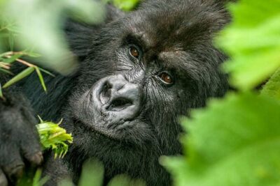 3-Day Climax Guided Gorilla Trekking Mist and Batwa Safari