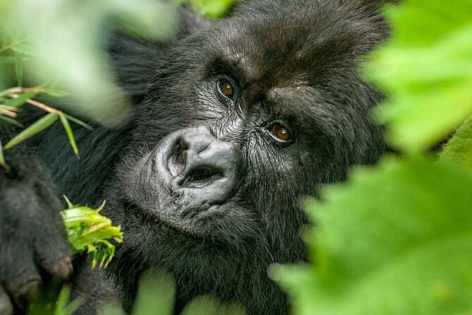 3-Day Climax Guided Gorilla Trekking Mist and Batwa Safari - Day 2: The gorilla trek in Bwindi