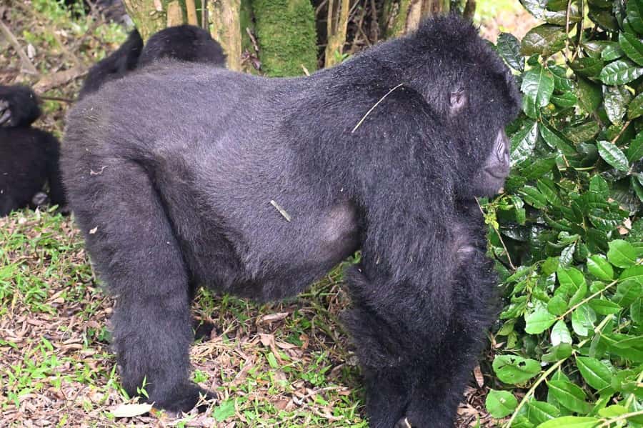 3-Day Gorilla Experience In Uganda - Key points to know before booking