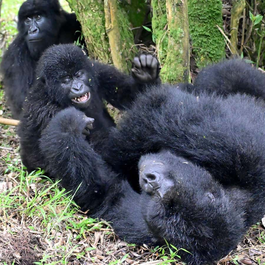 3-Day Gorilla Experience In Uganda - Why this three-day route works