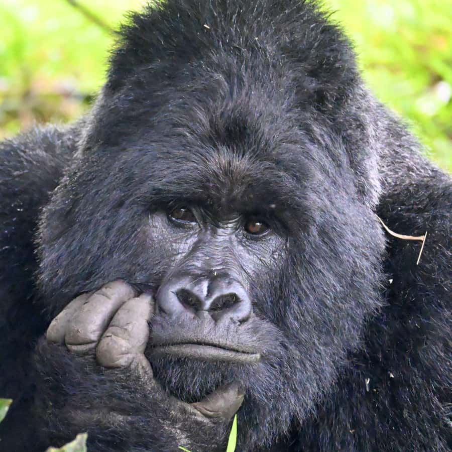 3-Day Gorilla Experience In Uganda - The Batwa visit and the human side of Bwindi