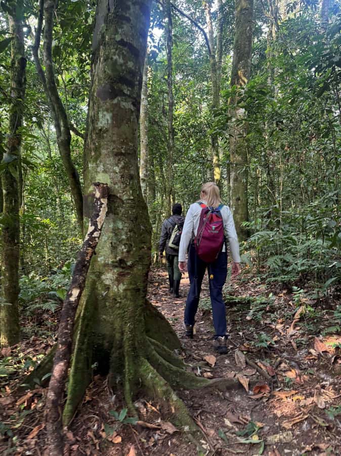 3-Day Gorilla Experience In Uganda - Day 2: Two to three hours of trekking for one hour with gorillas