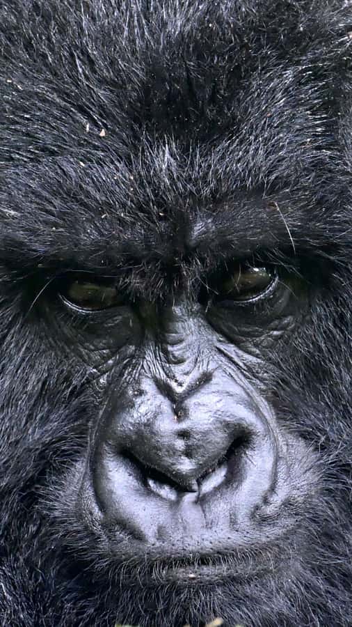 3-Day Gorilla Experience In Uganda - Transport, guides, and the solo experience
