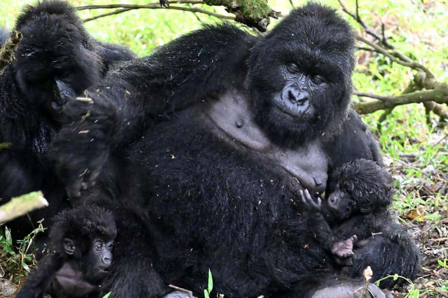 3-Day Gorilla Experience In Uganda - Day 1: From Kigali or Entebbe to Bwindi