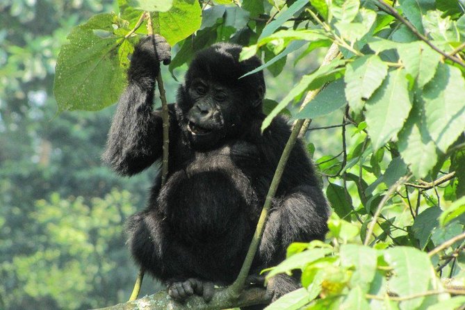 3-Day Gorilla Trekking Budget Safari in Uganda - Day one: the long road from Entebbe to Bwindi