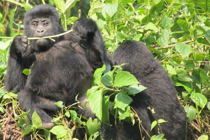 3-Day Gorilla Trekking Budget Safari in Uganda - Optional activities around Lake Mutanda and Mgahinga