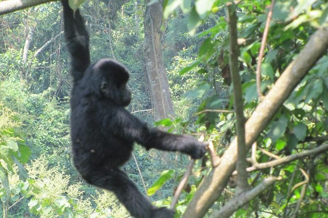 3-Day Gorilla Trekking Budget Safari in Uganda - Day two: briefing, forest trail, and gorilla time
