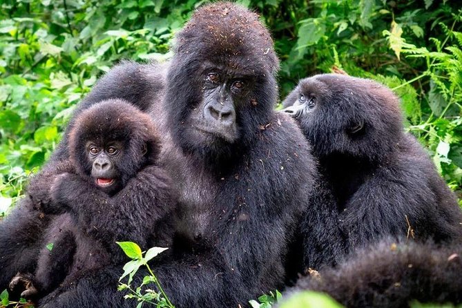 3-Day Gorilla Trekking Bunyonyi Mist Relaxation Safari - What the Bwindi forest means for your trek