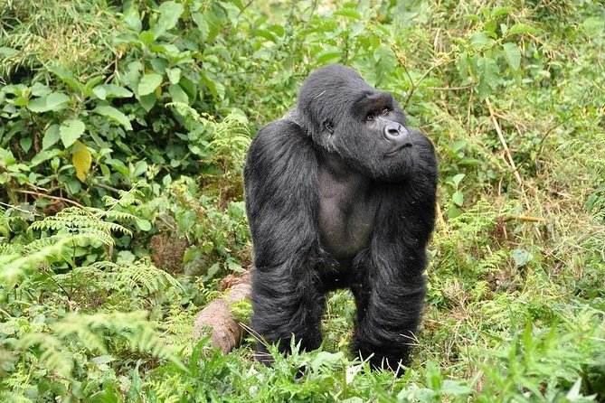 3-Day Gorilla Trekking Bunyonyi Mist Relaxation Safari - Lake Bunyonyi gives the trip a softer finish