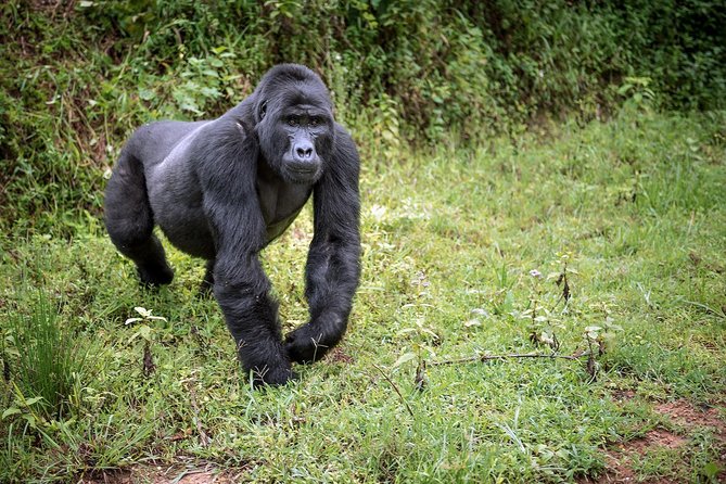 3-Day Gorilla Trekking Bunyonyi Mist Relaxation Safari - Private travel, timing, and comfort