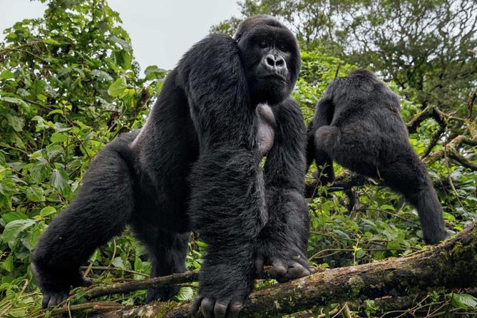 3-Day Gorilla Trekking Bunyonyi Mist Relaxation Safari - What the strong feedback tells you
