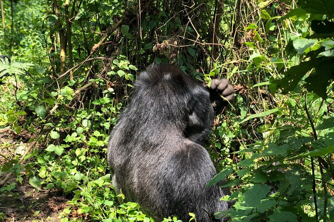 3 Day Gorilla Trekking Luxury Safari in Uganda - Your lodge base near Uganda’s gorilla country