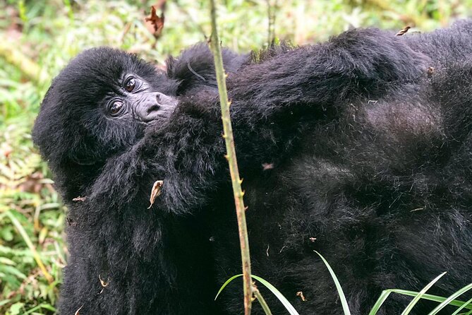 3 Day Gorilla Trekking Luxury Safari in Uganda - Is $3,765 good value?