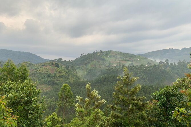 3 Day Gorilla Trekking Luxury Safari in Uganda - Timing your return to Entebbe