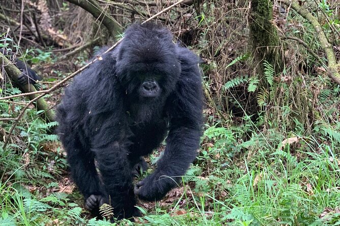 3 Day Gorilla Trekking Luxury Safari in Uganda - Booking details worth checking first