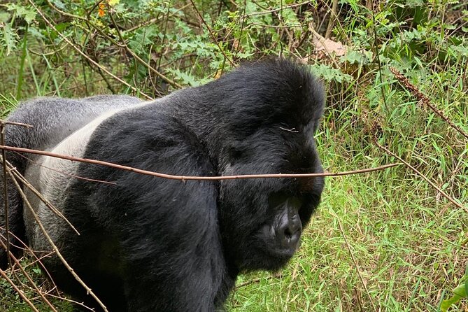 3 Day Gorilla Trekking Luxury Safari in Uganda - Day 2: Finding your gorilla family in Bwindi
