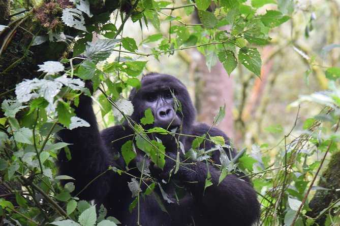 3-Day Gorilla Trekking safari in Bwindi Impenetrable Forest - Why the road to Bwindi matters