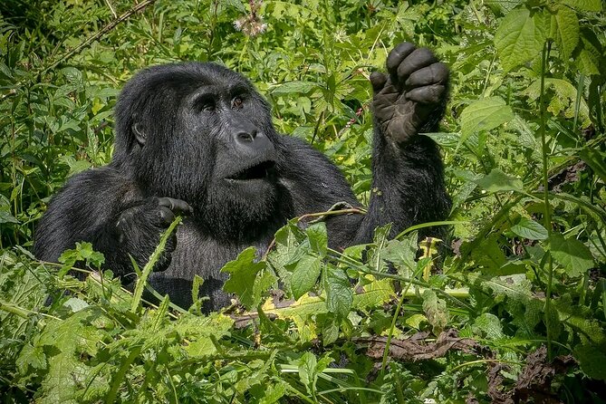 3-Day Gorilla Trekking safari in Bwindi Impenetrable Forest - Day 2: Finding gorillas in Bwindi